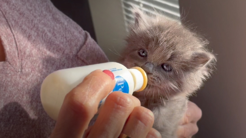 Cat Lovers Learn How to Bottle-Feed Kittens and You Can Learn How To Help Kittens Too With This Video