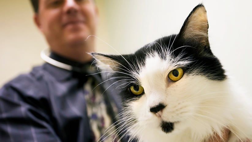 A Non-Surgical Way to Spay Your Cat Is Closer to Reality Through Give-Them-Ten-Funded Research