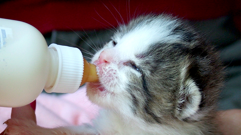 Learn How to Bottle-Feed Kittens at Purrfect Day Café