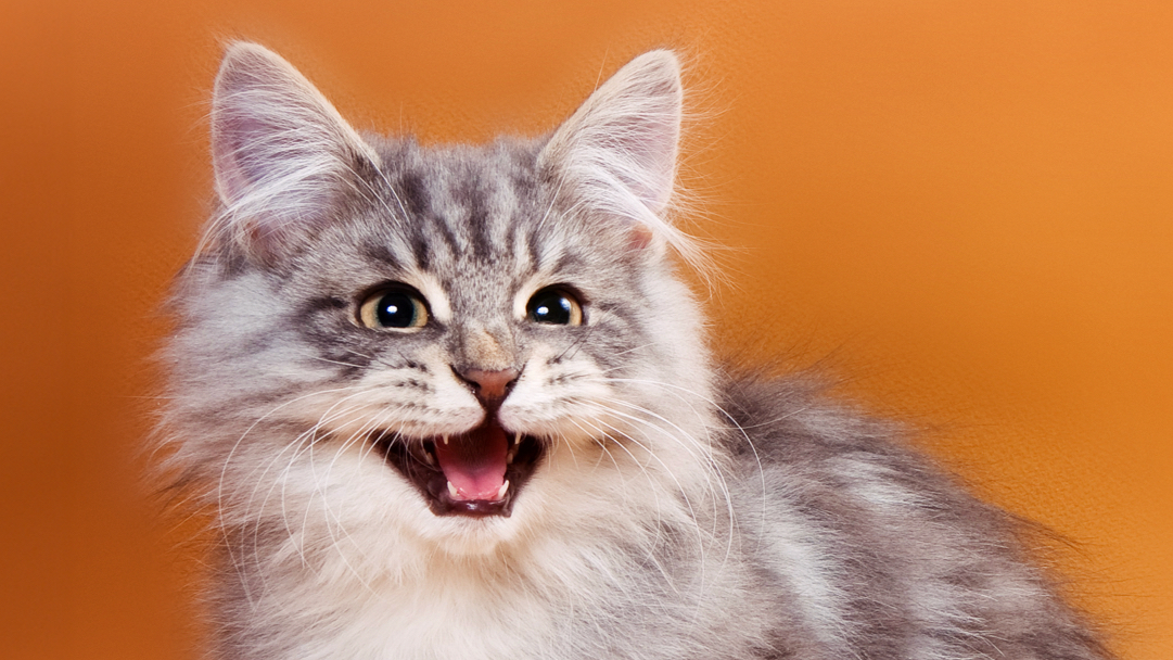 Why Do Cats Meow Givethemten Org