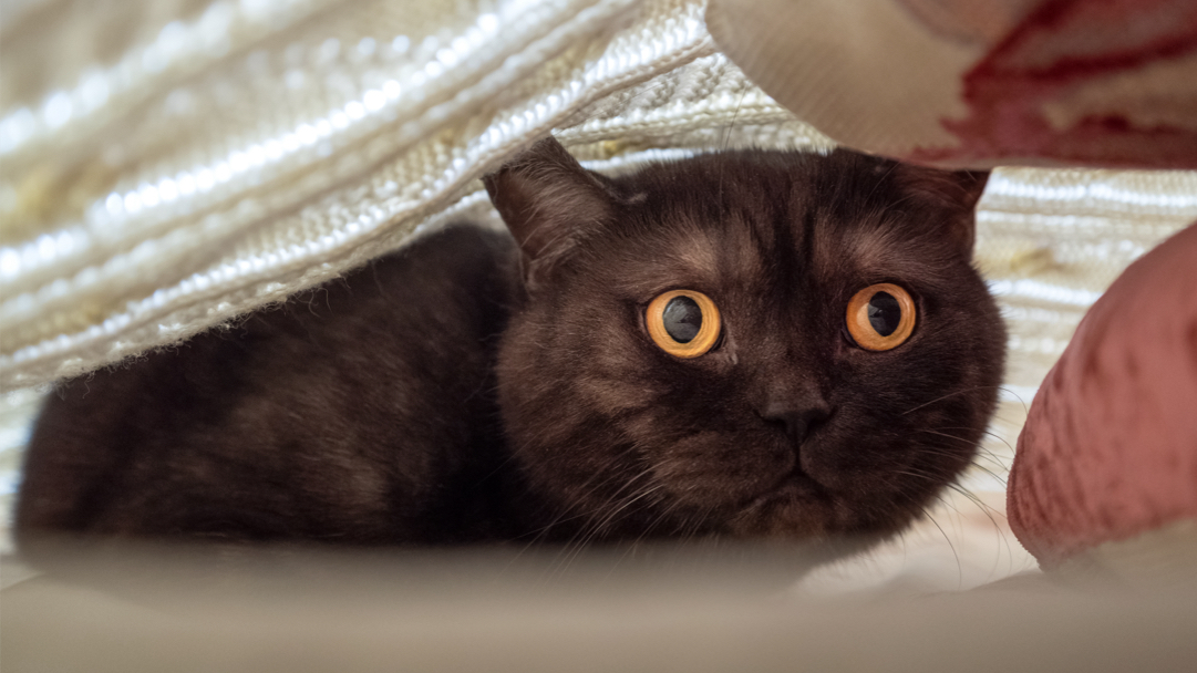 Image showcasing Help Your Cat’s Anxiety: Simple Tips for a Calmer Feline - GiveThemTen.org