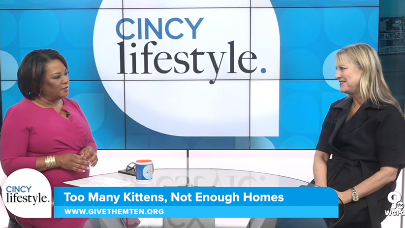 Adopt a Cat, Lower Your Stress: Give Them Ten on Cincy Lifestyle