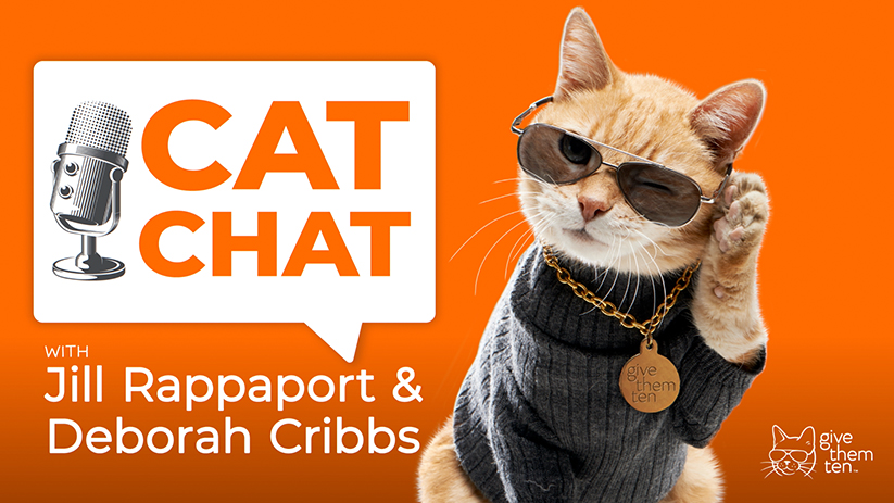 “Cat Chat” on Location at SPCA Cincinnati’s Kitten Wing