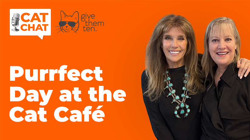 Cat Cafés: Cute Concept, Serious Impact on Cat Adoptions