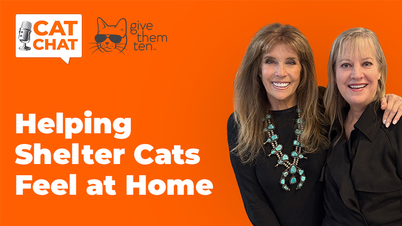Cat Chat: Could Clicker Training Help Shelter Cats Find Homes Faster?