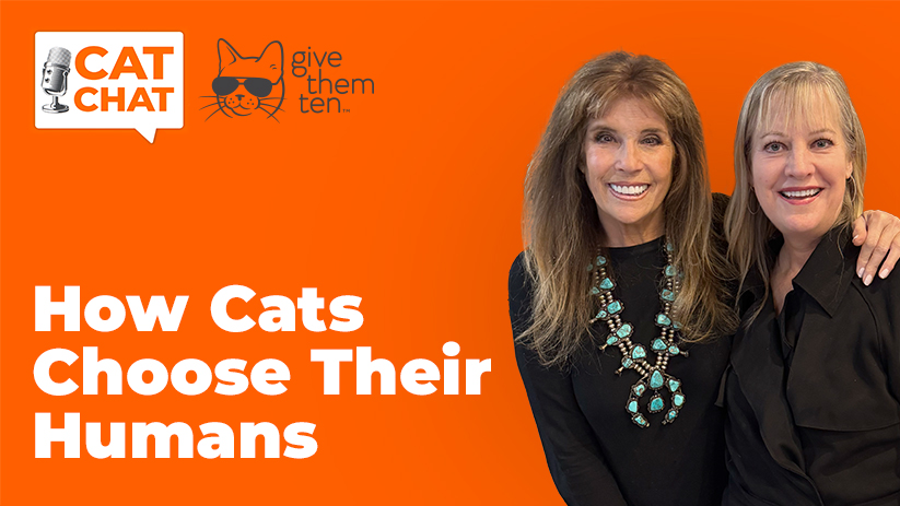 Do Cats Choose Their People? How Cat Cafes Help Make Purrfect Adoption Matches
