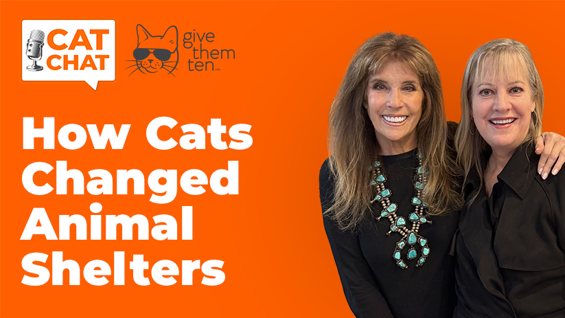 Progressive Sheltering: How Diversion Efforts Are Helping More Cats Get Adopted