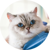cat on shoiulder